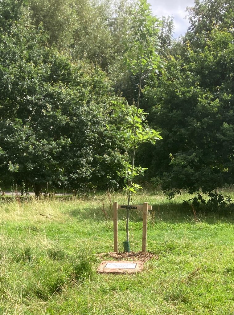 Newly mulched King's Oak
