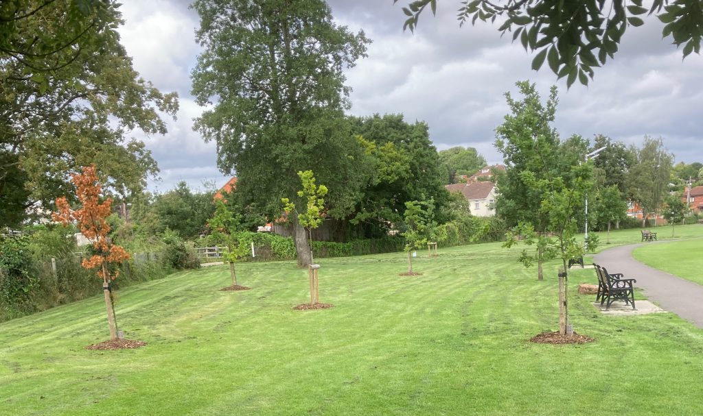 Newly mulched trees in the park