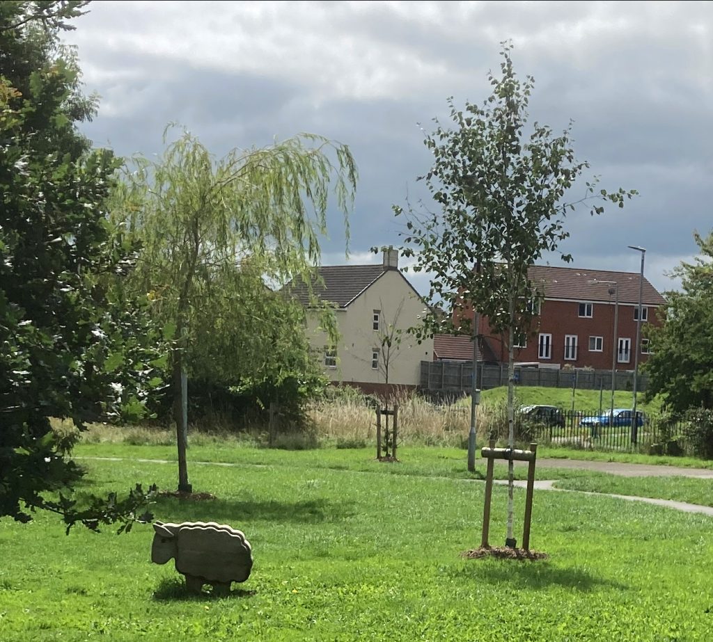 Newly mulched trees in Parklands
