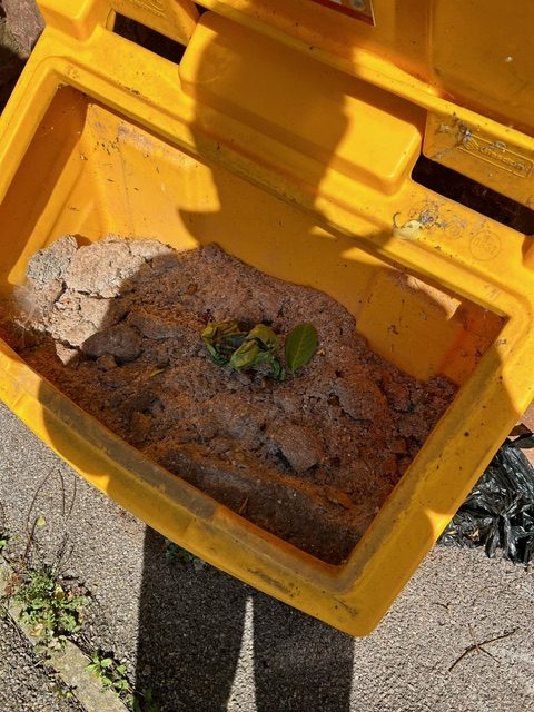 Dog poo bags inappropriately left inside grit bin on Wembdon Hill