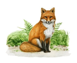 A drawing of a sitting fox