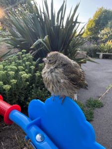 Fledgling bird perched on handlebar, by Sophie Bailey