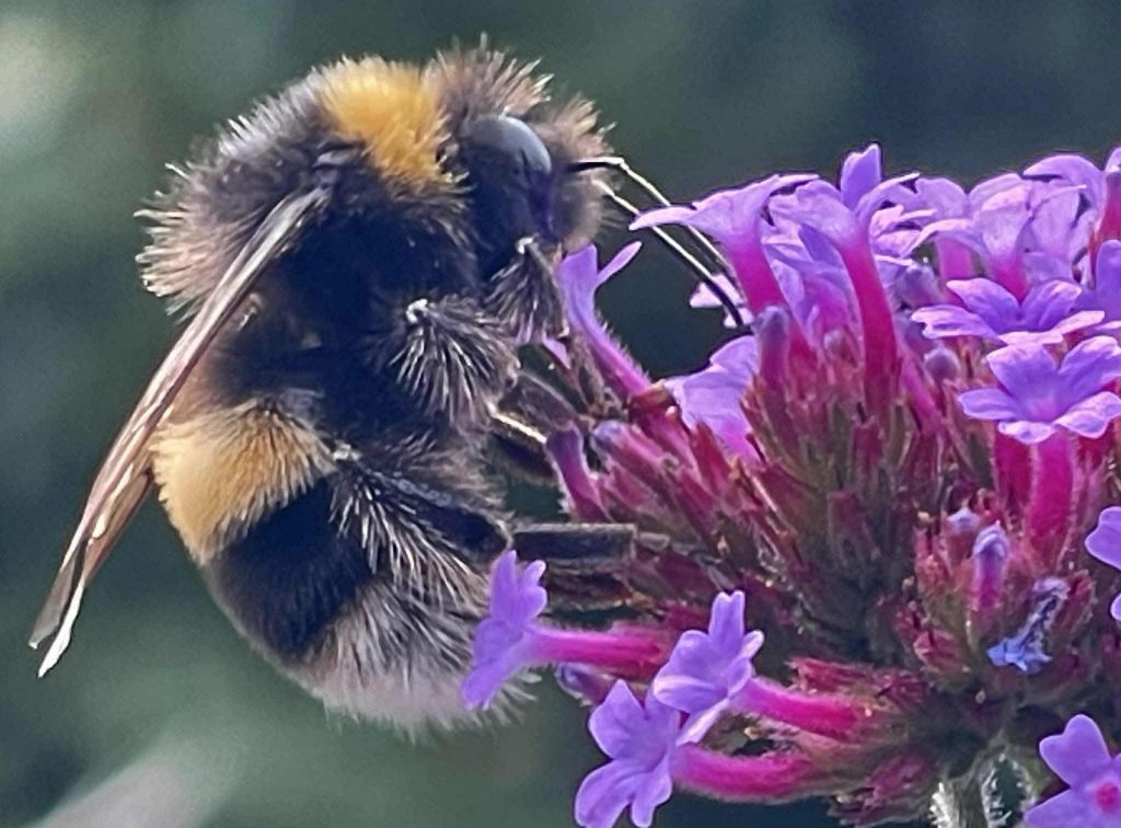 Closeup of bee on flower, by Terrence Peppin