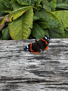 A butterfly by Tate Winter, age 7