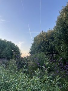 Parklands flowers, by Jessica Deards, age 11